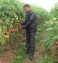 Vĩnh Phúc: Cà chua Savior ghép trên gốc cây cà tím cho lãi hơn 20 triệu đồng/sào