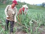 Phú Yên: Làm giàu từ mô hình trồng mía và trồng rừng kết hợp