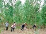 Gia Lai: Làm giàu từ rừng