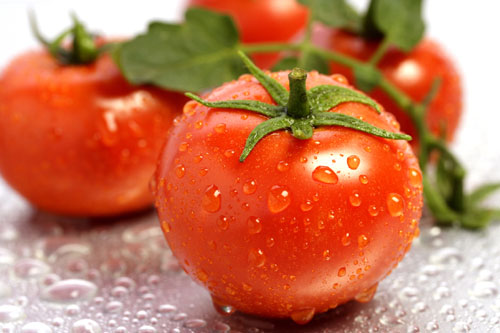 Giống cà chua chống lại cả sâu bệnh gây hại