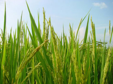 Nguồn gen bản địa quý của các giống lúa Việt Nam