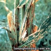 Bệnh đốm lá nhỏ ở ngô (Helminthosporium maydis )